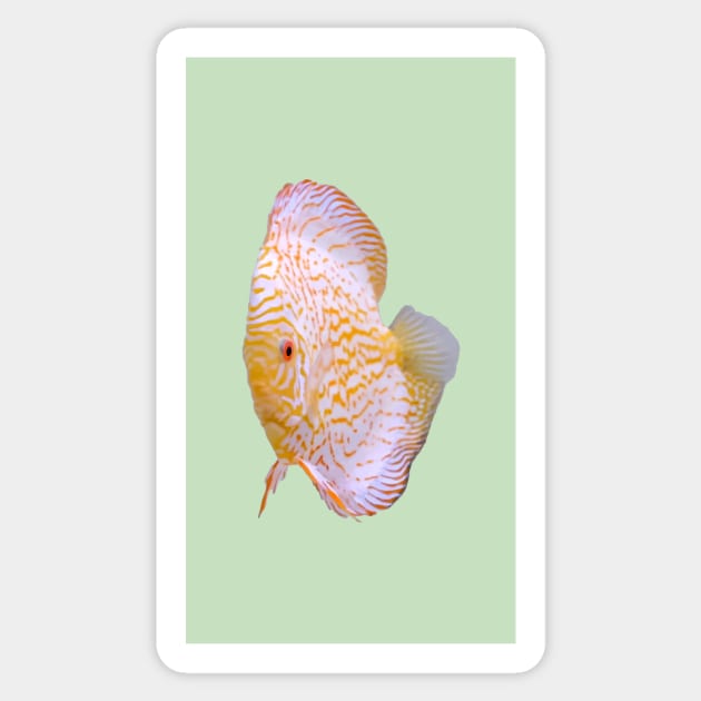 Discus Yellow Pigeon Sticker by GreatApparelDesign